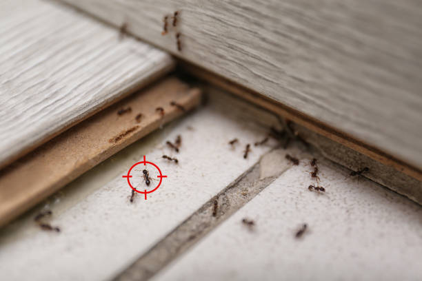 Reliable Boulder Hill, IL Pest Control Solutions