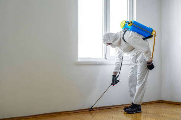 Best Affordable Pest Control Services  in Boulder Hl, IL