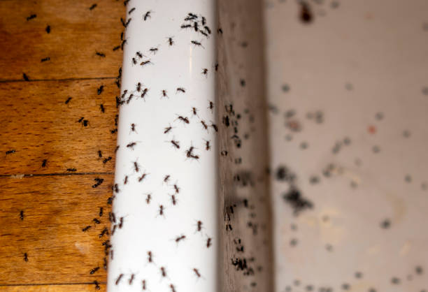 Best Bed Bug Extermination  in Boulder Hl, IL