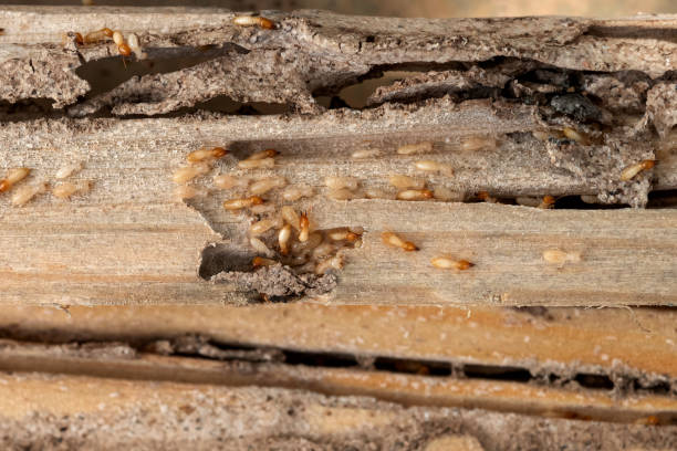 Boulder Hill, IL Pest Control Company