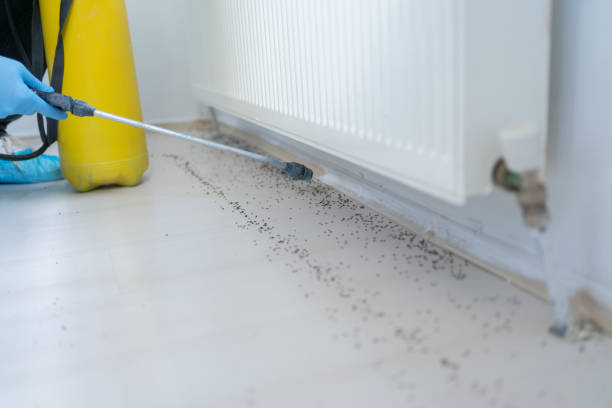Best Termite Control Services  in Boulder Hl, IL